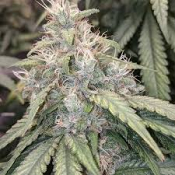 Gorilla Glue | 3 Cannabis Samen